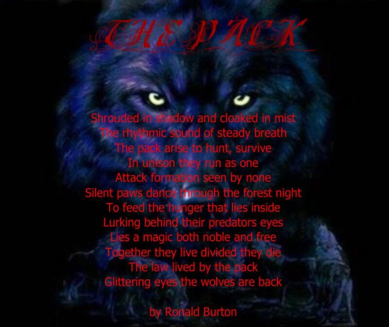 Blue Wolf with Glowing Eyes — Black, Dark
