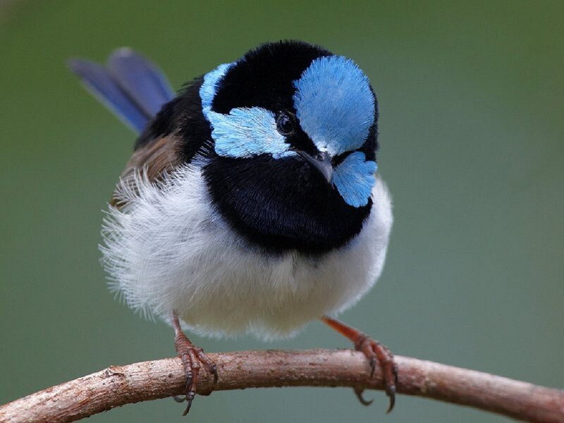 Blue Wren Bird — Calm, Photograph, Branch