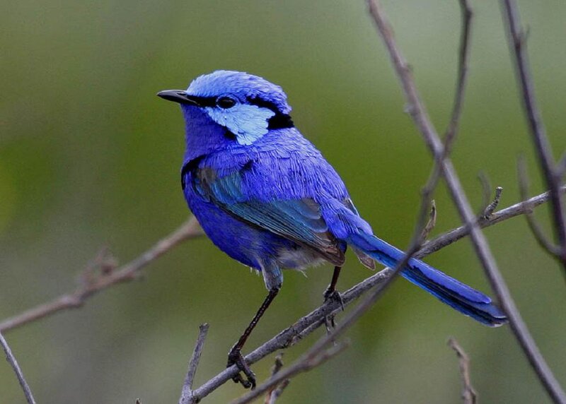 Blue Wren Bird — Calm, Photograph