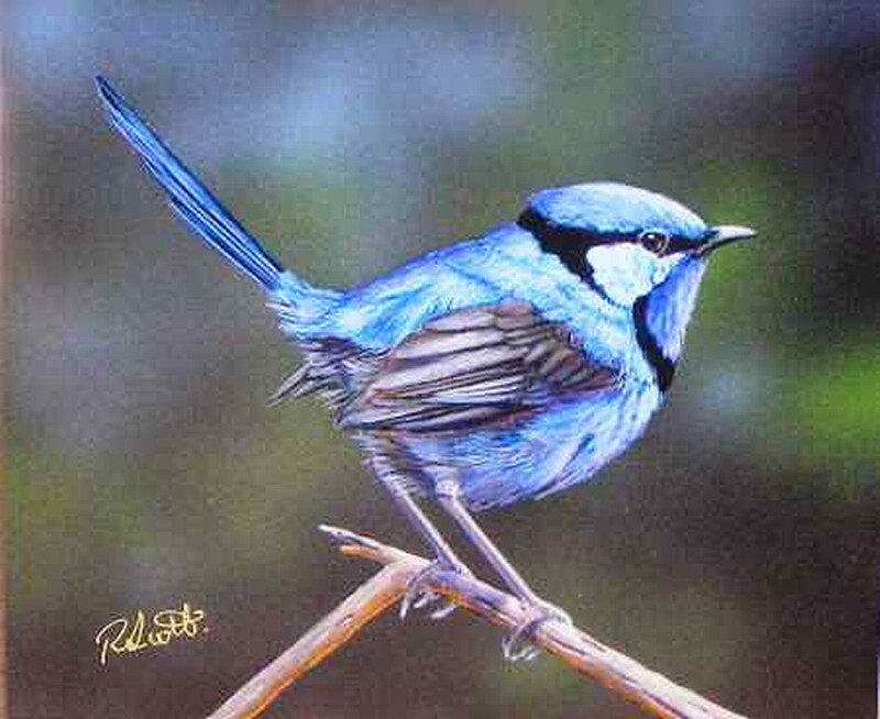 Blue Wren Bird — Calm