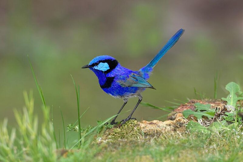 Blue Wren Bird — Natural