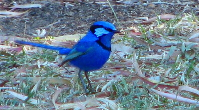 Blue Wren Bird