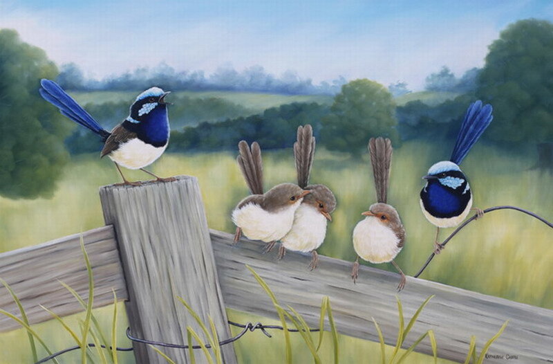 Blue Wren Birds on Fence
