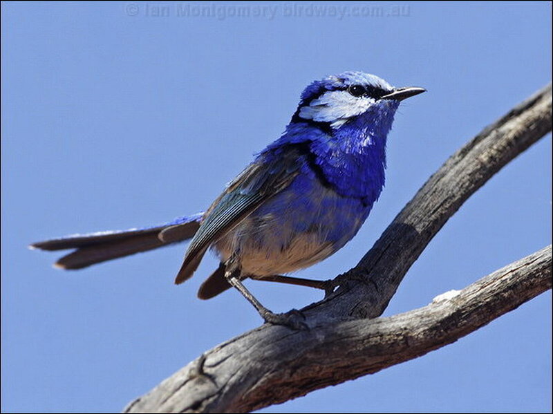 Blue Wren on Branch — Calm