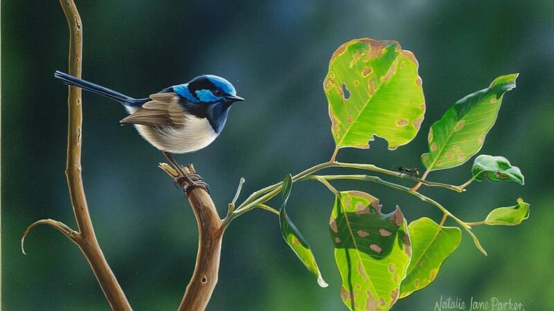 Blue Wren on Branch — Green