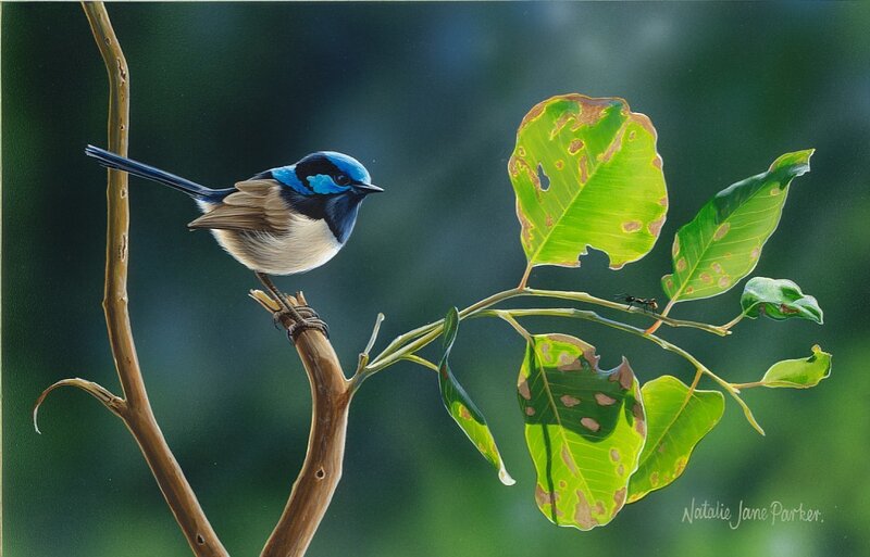 Blue Wren on Branch