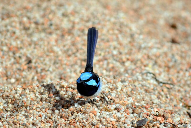 Blue Wren on Gravel