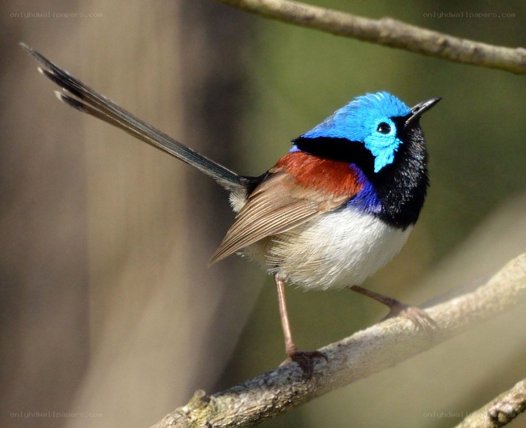 blue wren perched on branch