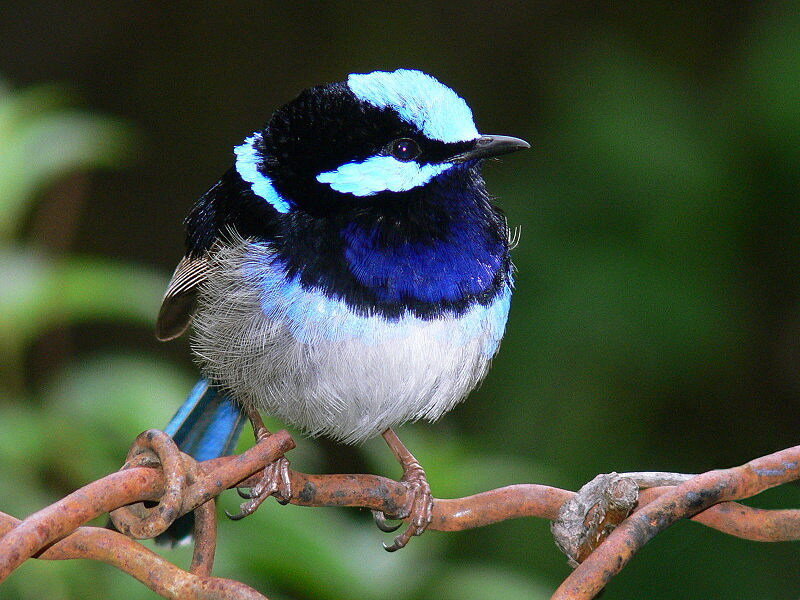 Blue Wren Perched on Branch — Calm, Photograph