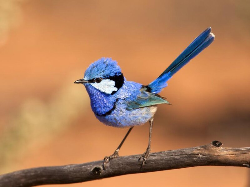 Blue Wren Perched on Branch — Calm