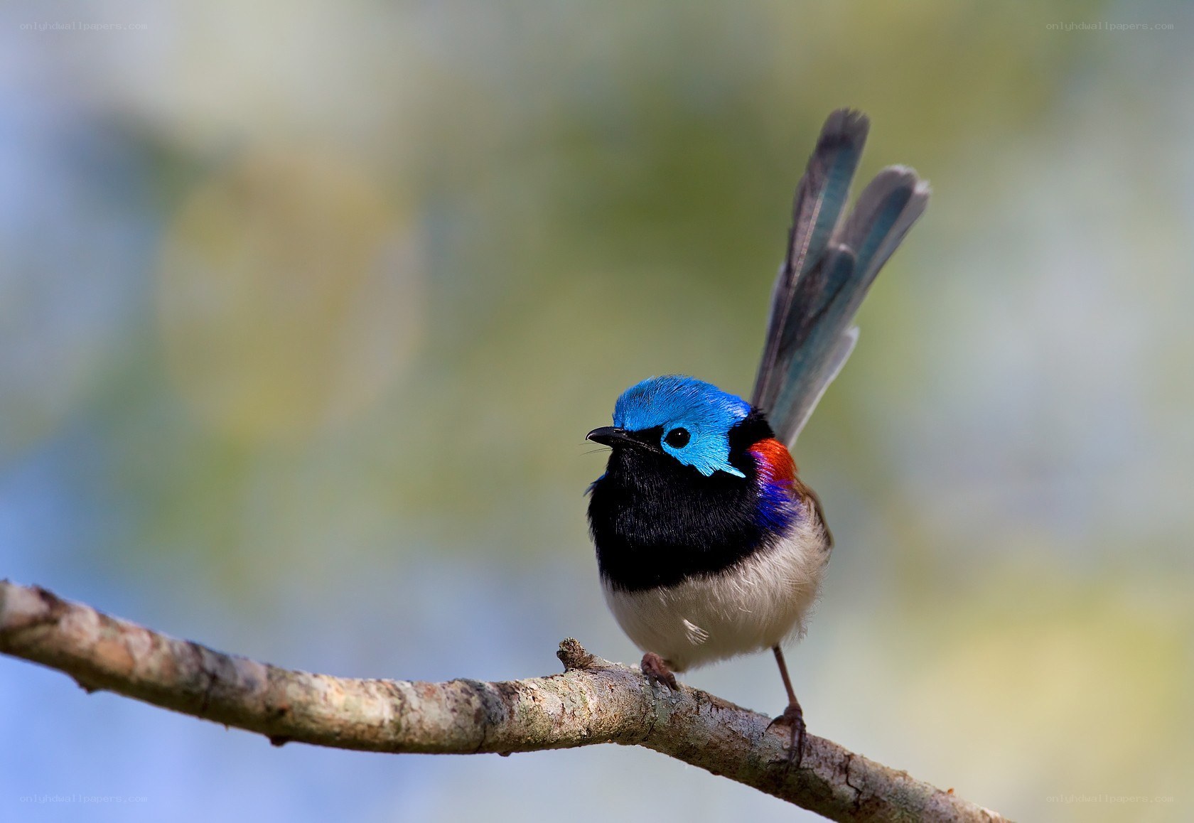 blue wren perched on branch