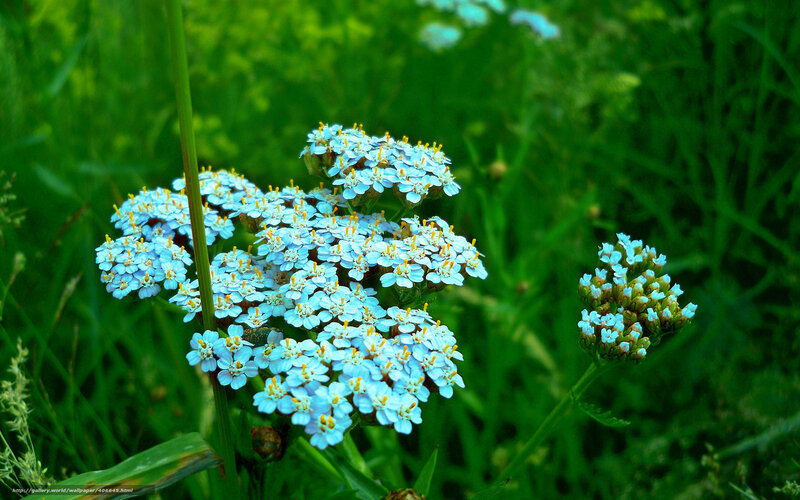 Blue Yarrow Flowers — Serene