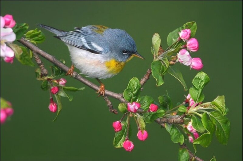 Blue-yellow Bird on Branch