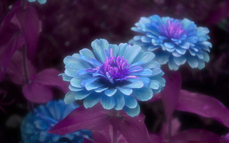Blue Zinnia Flowers
