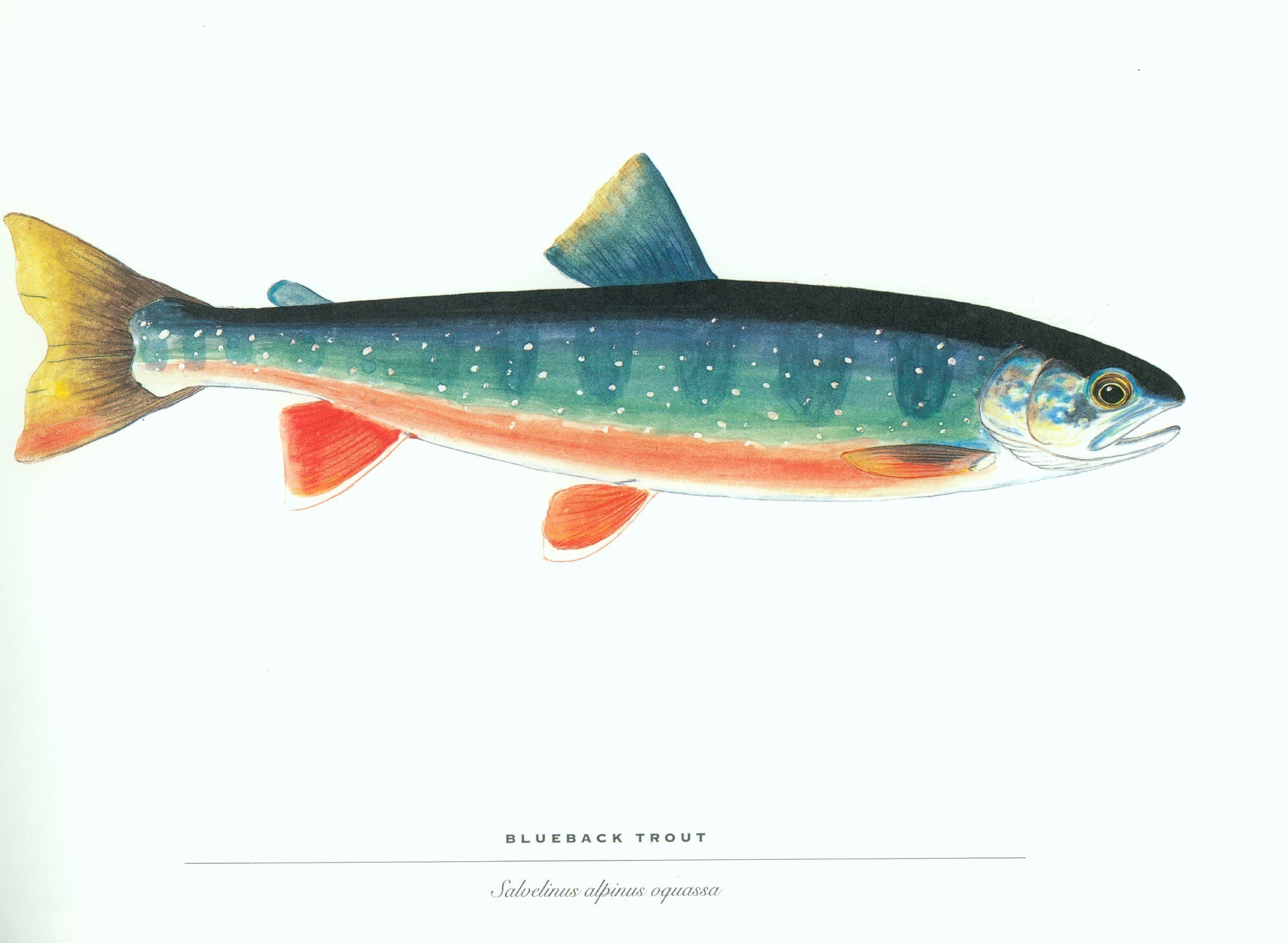 Blueback Trout Illustration
