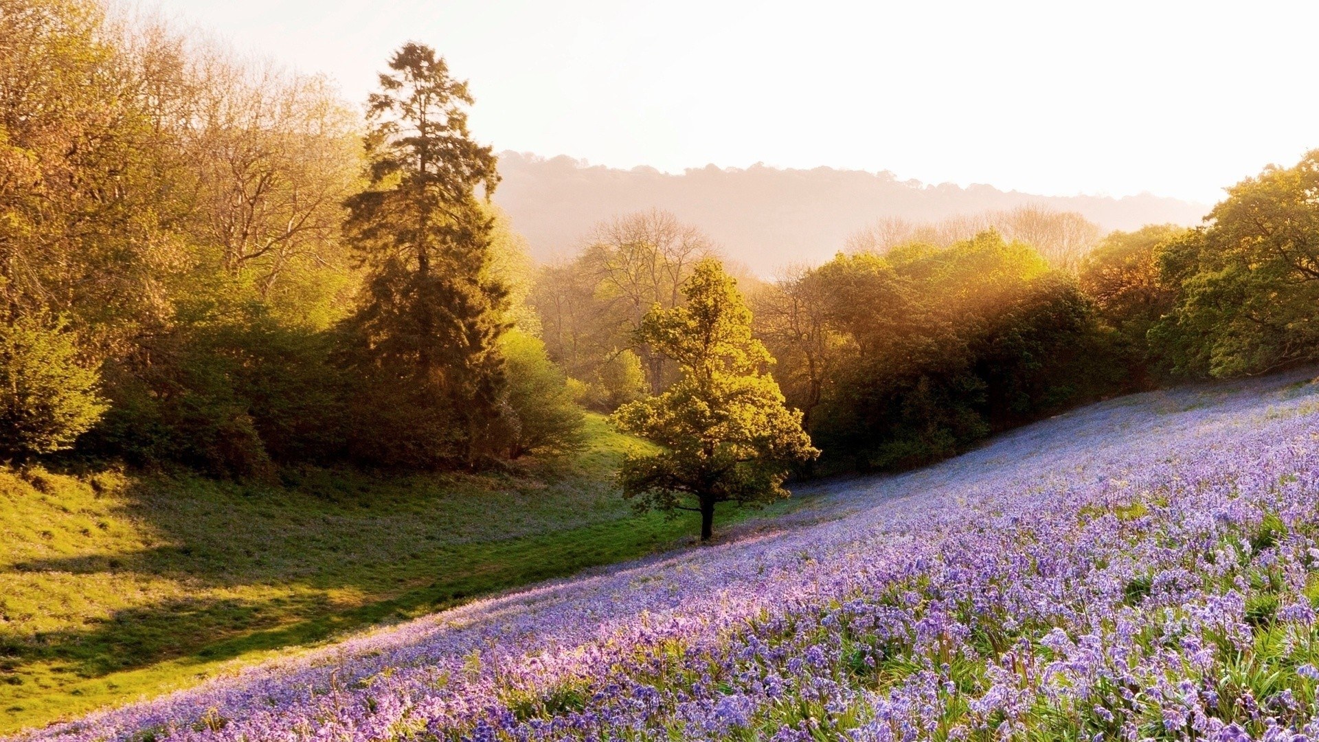 Bluebell field at sunrise
