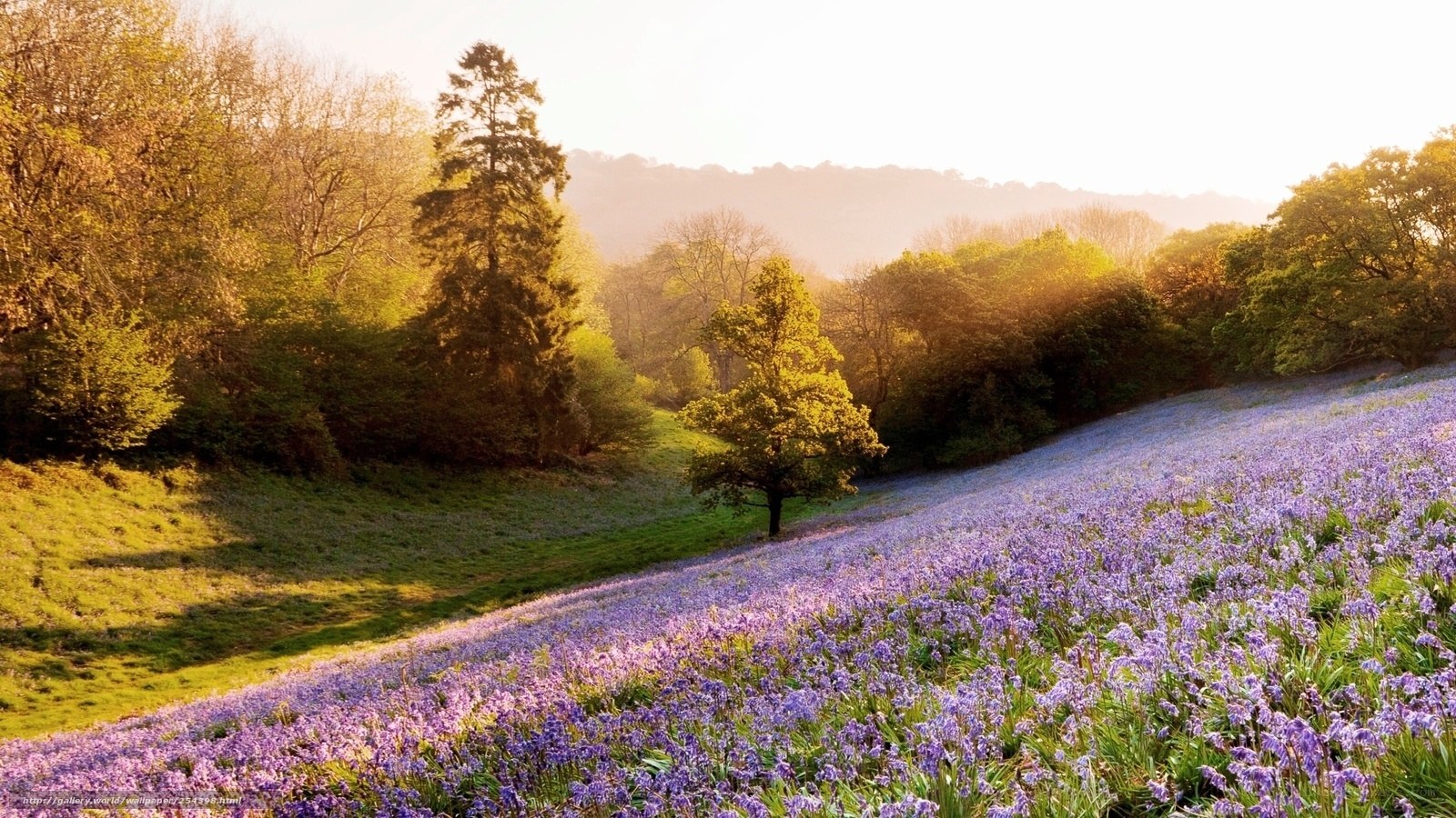 Bluebell field at sunrise
