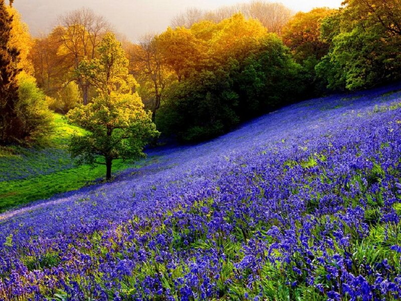 Bluebell Field in Forest