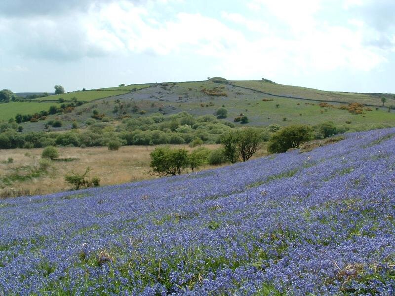 Bluebell Field on Hillside