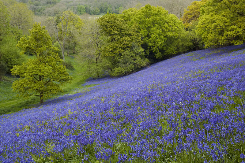 Bluebell Flower Field — Purple
