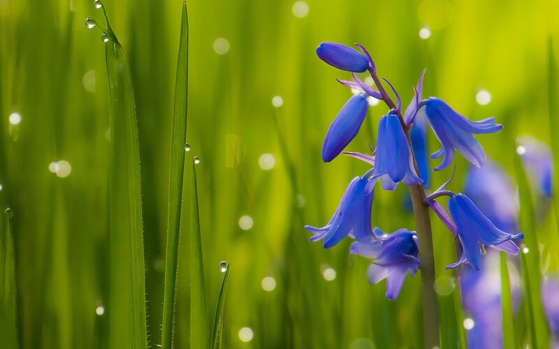Bluebell Flower in Grass