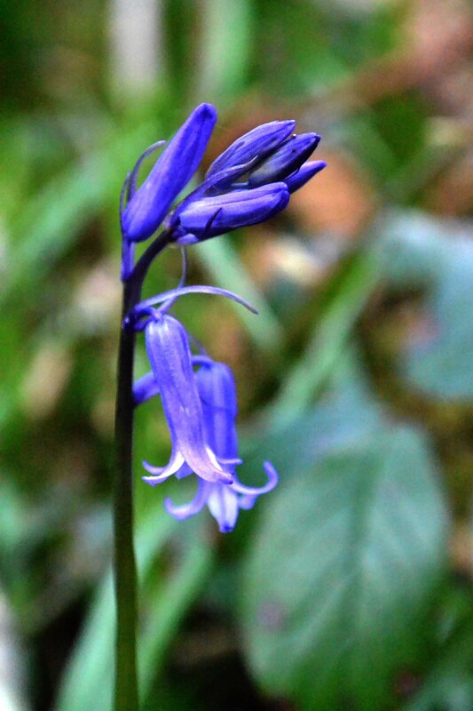 Bluebell Flower