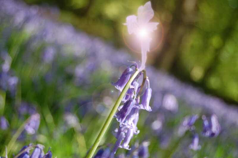 Bluebell Flower with Fairy