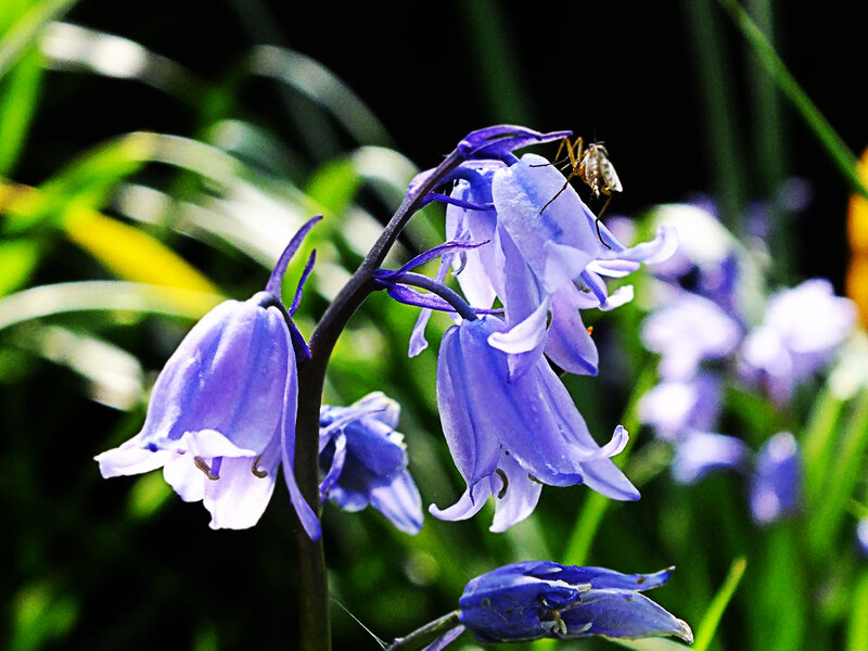 Bluebell Flower with Insect