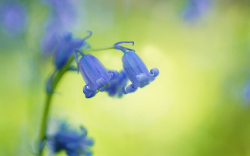 Bluebell Flowers in Bloom — Blue