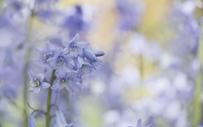 Bluebell Flowers in Bloom — Purple
