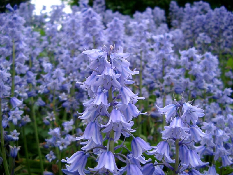 Bluebell Flowers in Bloom