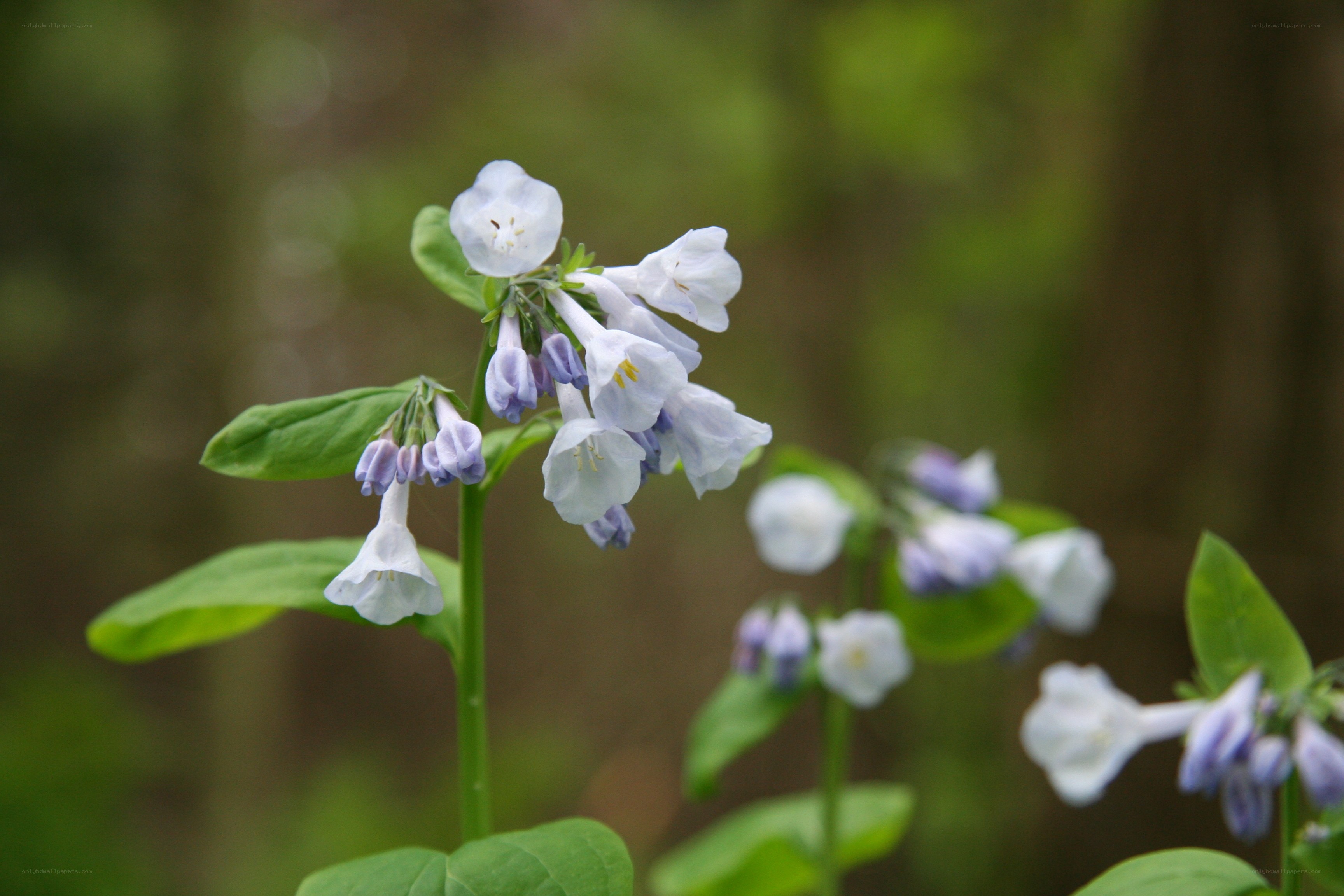 bluebell flowers in forest