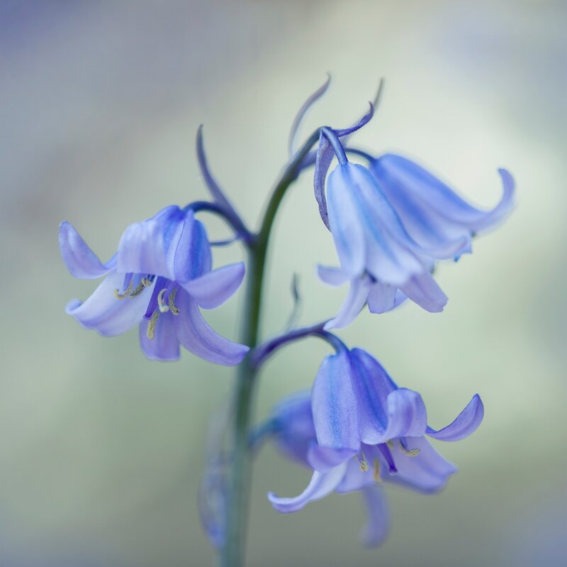 Bluebell Flowers on Stem