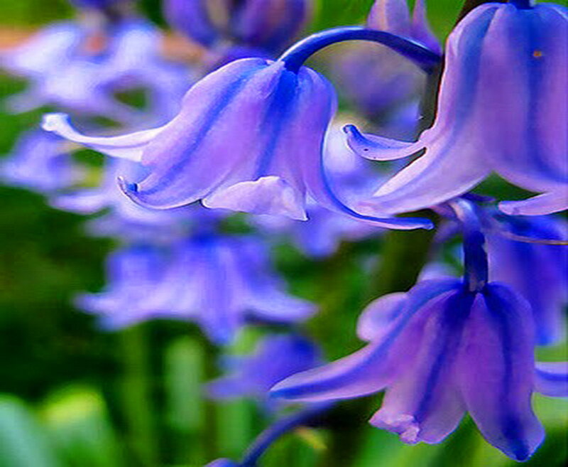 Bluebell Flowers — Purple