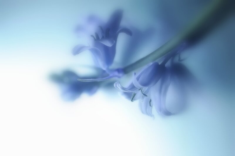 Bluebell Flowers