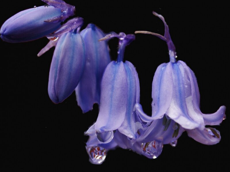 Bluebell Flowers with Dew