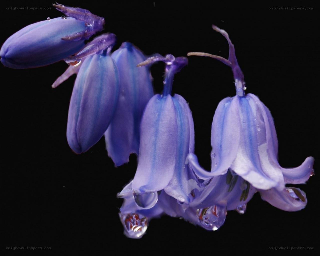 Bluebell flowers with dewdrops