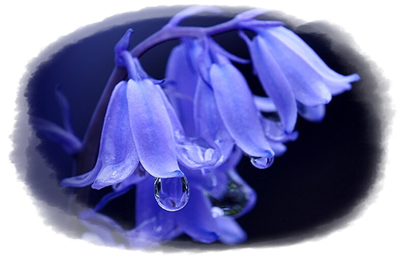 Bluebell Flowers with Water Droplets