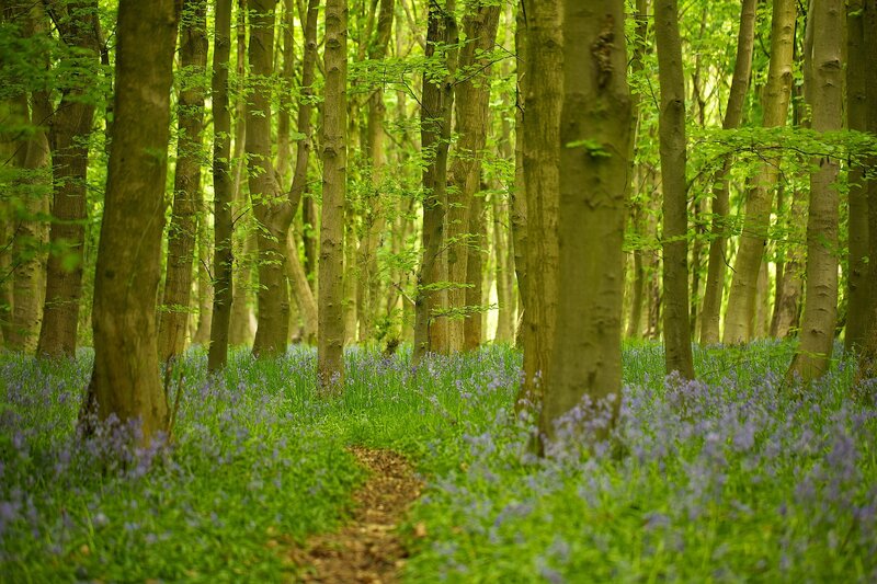 Bluebell Forest Floor — Green