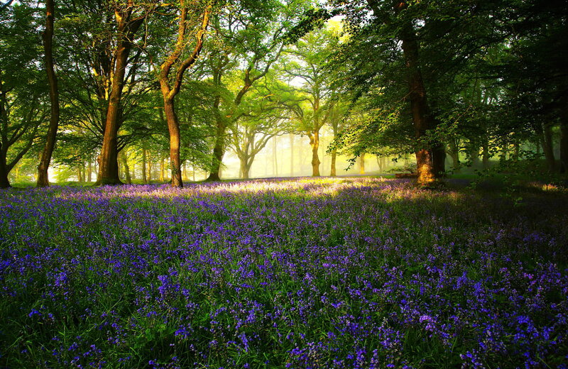 Bluebell Forest Floor — Purple, Serene, Morning