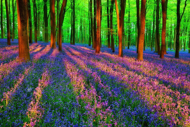 Bluebell Forest Floor — Purple, Serene, Spring