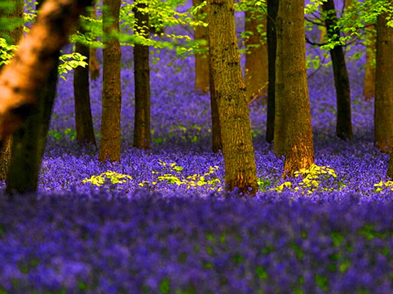 Bluebell Forest Floor — Purple, Serene