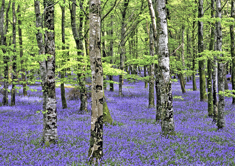 Bluebell Forest Floor — Purple