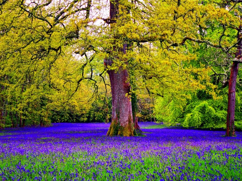 Bluebell Forest Floor