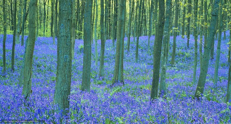Bluebell forest in spring