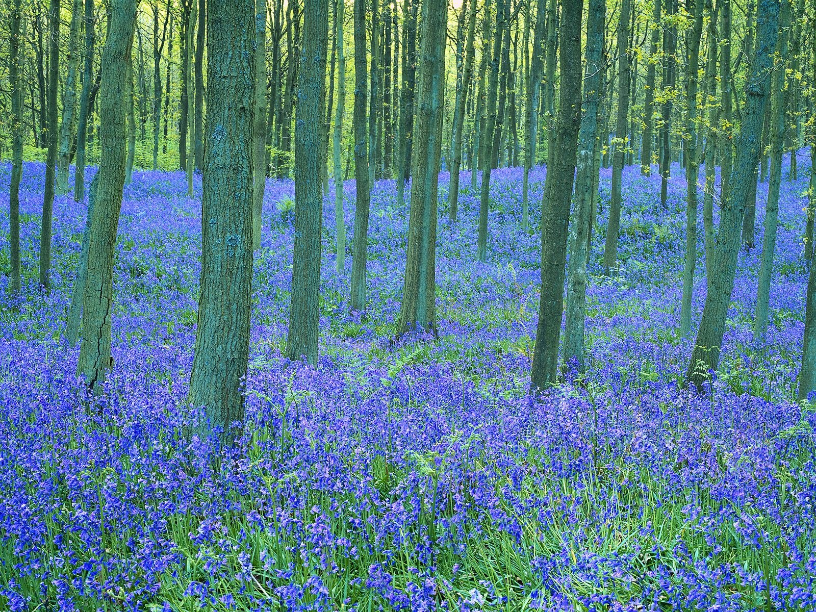 Bluebell forest in spring