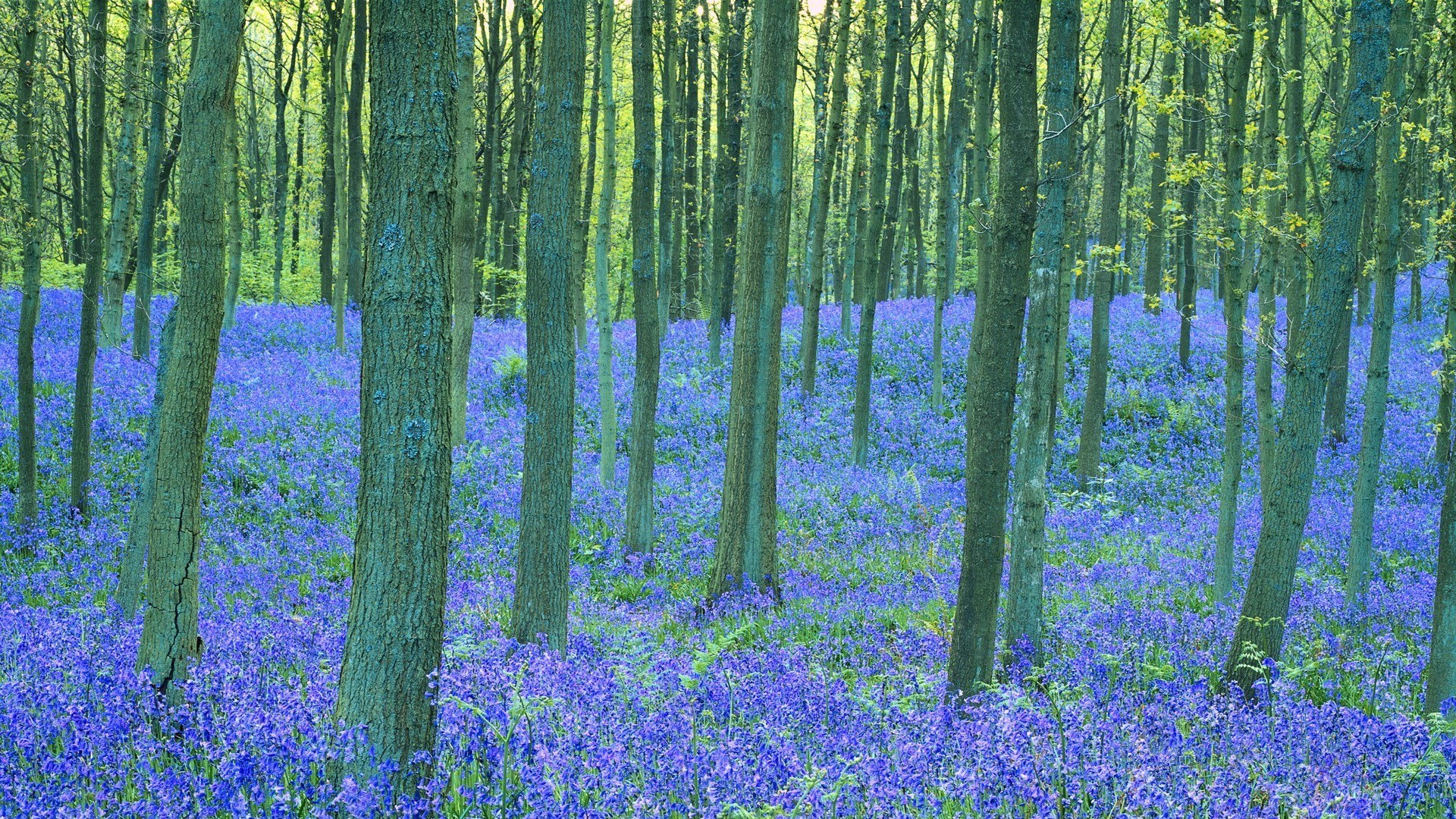 Bluebell forest in spring
