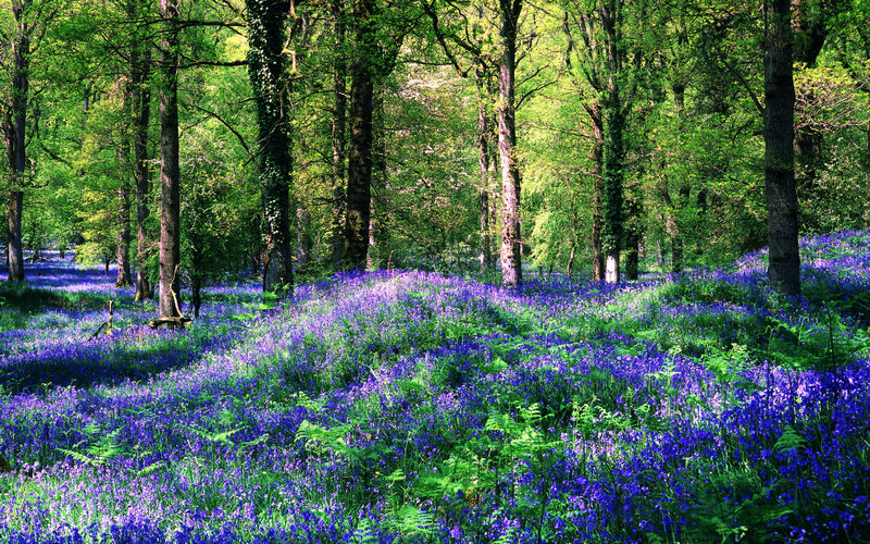 Bluebell forest in spring
