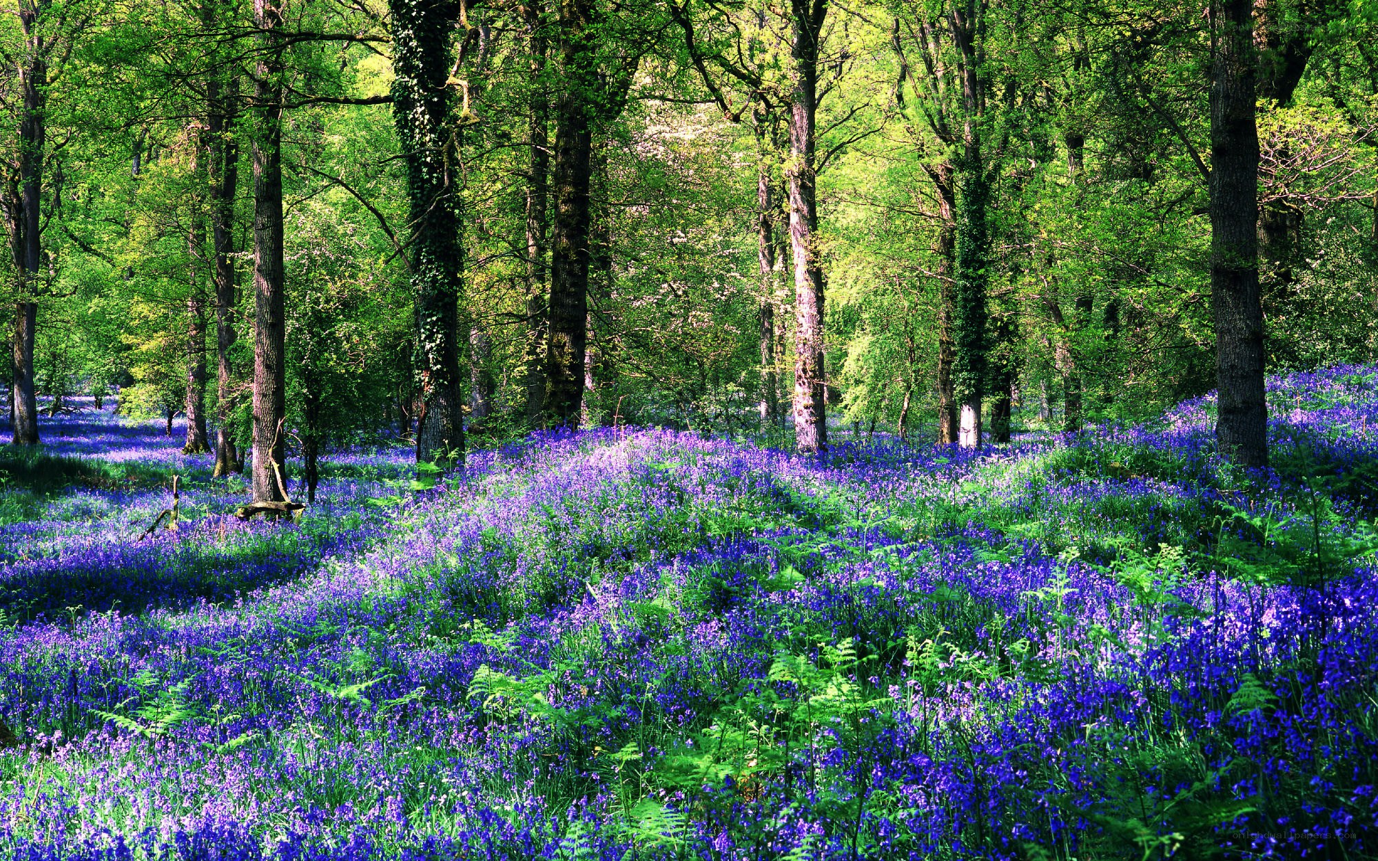 Bluebell forest in spring