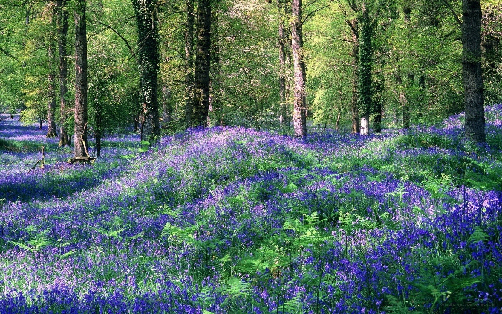 Bluebell forest in spring
